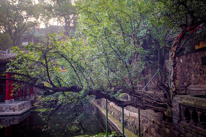 华清宫 贵妃手植石榴树.jpg