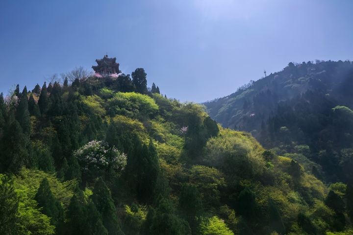 华清宫 骊山 植被.jpg