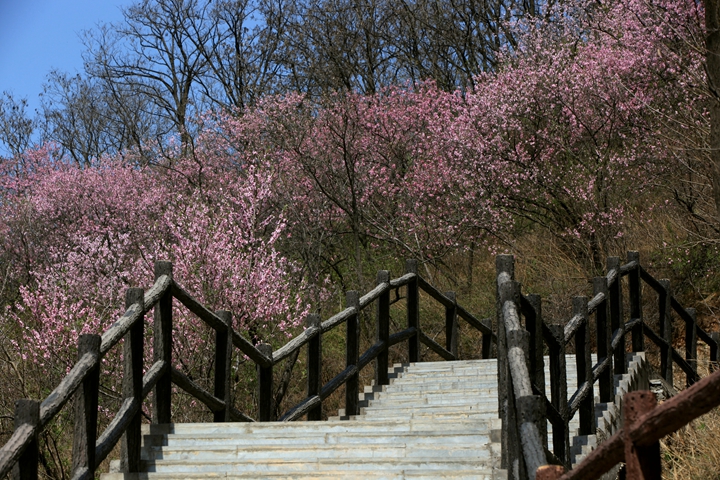 华清宫 骊山桃花.jpg